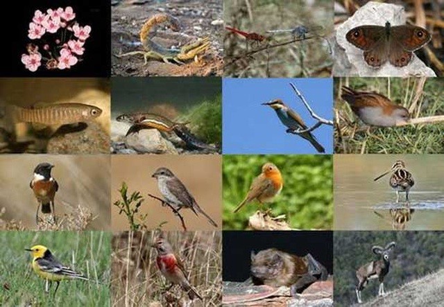 Không có ảnh
